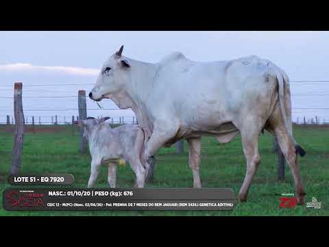 LOTE 51 EQ 7920