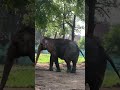 #indore #zoo #elephant #elephantvideo