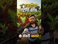 हळदीचा पहिला कोंब आलं... #dairyfarming #farming
