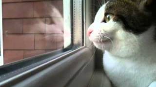 Spaz cat 2