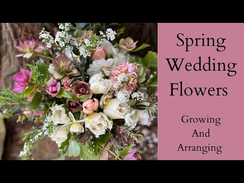 Wideo: Czy możesz uprawiać kwiaty ślubne - porady dotyczące uprawy i pielęgnacji kwiatów ślubnych