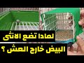 لماذا تضع الانثى الكناري البيض خارج العش تعرف على الاسباب و الحلول