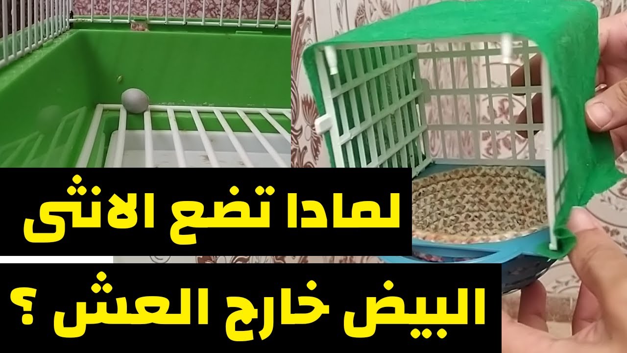 لماذا تضع الانثى الكناري البيض خارج العش ؟ تعرف على الاسباب و الحلول