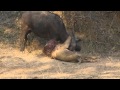 Epic Lion/Buffalo battle at Mwamba Bush Camp Photographic Hide