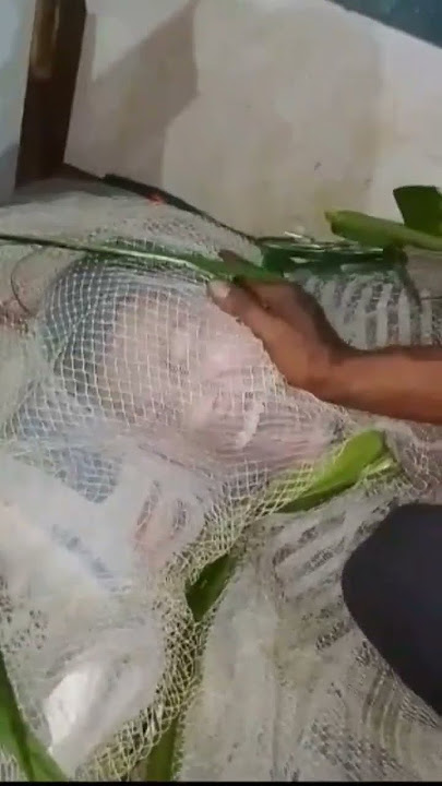 viral video skal mande chagipa