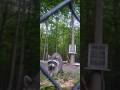 Backyardwildlife Nature Wildlife Timelapse Rocky Rockyraccon Backyardwildlife Nature Wildlife Timelapse Rocky Rockyraccon