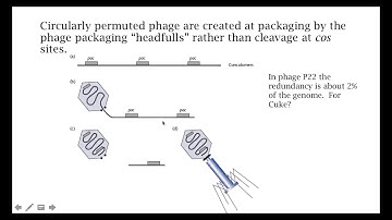 CircularlyPermutedGenomes