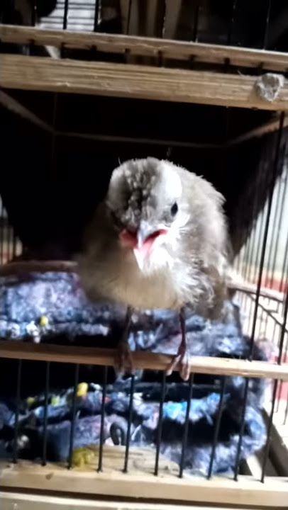 Pikat suara anakan burung trucukan