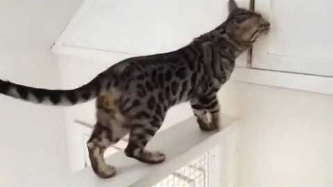 Video 658661: silver spotted bengal, silver bengal boy, beautiful silver bengals, pets
