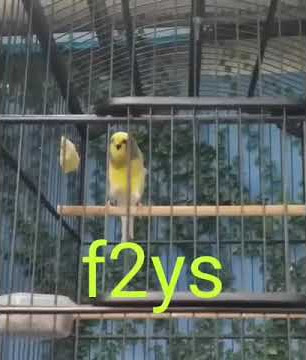 Kenari F2ys Gacor dor