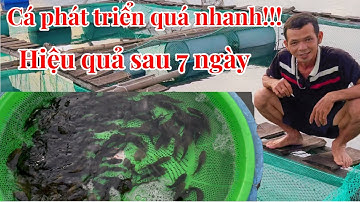 Hướng dẫn chi tiết cách nuôi cá mú 7 ngày tuổi ( p1 )// Ngư dân miền biển 