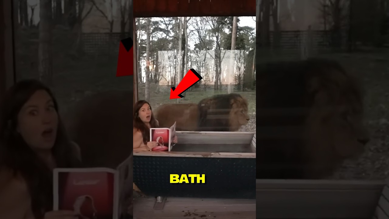 We Slept Together With Actual Lions