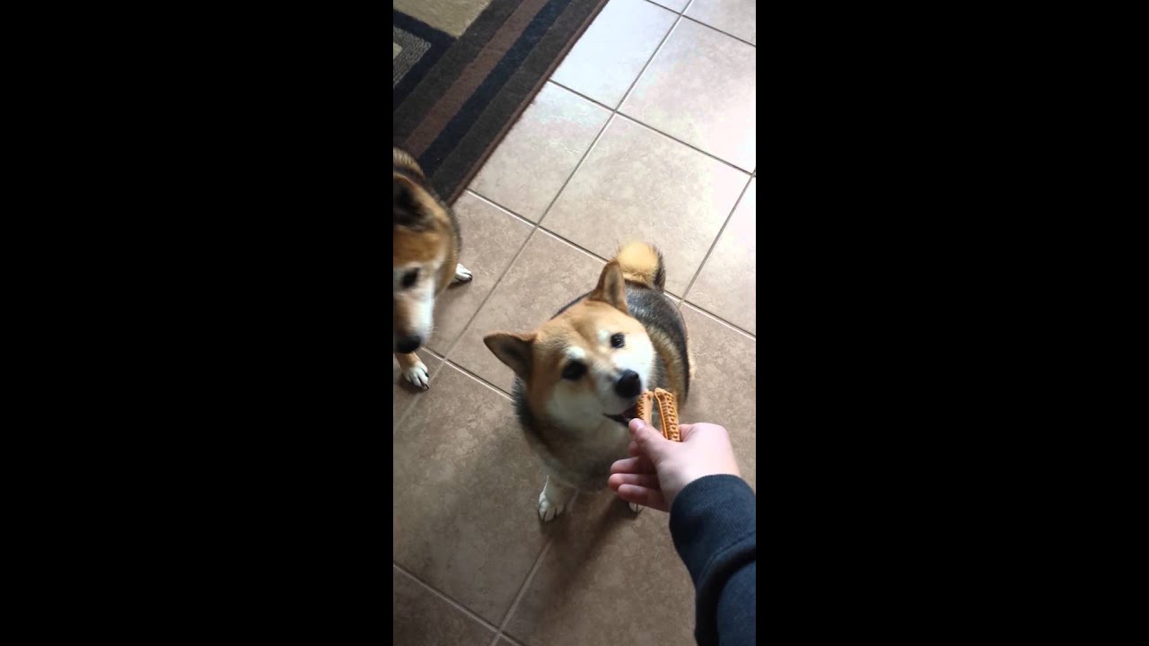 3 Shiba Inus wait patiently for treats YouTube