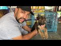 Pet Care - Know About German Shepherd - Demo And Purity - Bhola Shola