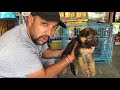 Pet Care - Know About German Shepherd - Demo And Purity - Bhola Shola
