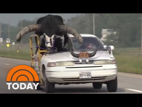 Watch: Man pulled over for driving with bull riding shotgun