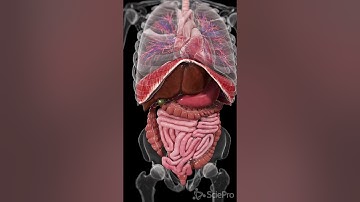 Explore the Dynamic Movements Inside Your Body   #anatomy #meded #3danimation