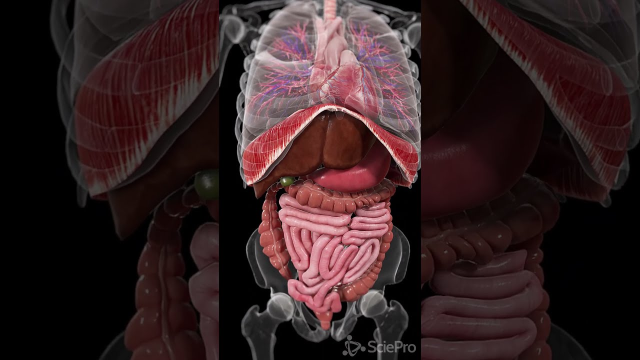Explore The Dynamic Movements Inside Your Body Anatomy Meded 3danimation