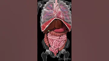Explore The Dynamic Movements Inside Your Body Anatomy Meded 3danimation 