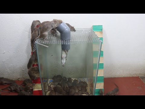 Видео: Хэрхэн хулгана байхаа болих вэ?