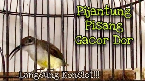 LANGSUNG KONSLET!! Pijantung Pisang Gacor Dor Mbeset Emosi Nyerecet Panjang Jernih | Kicau Tembak