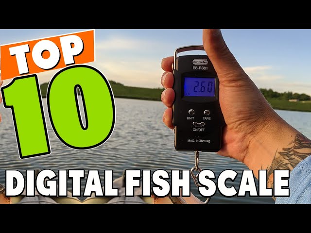 Best Digital Fish Scale In 2023 