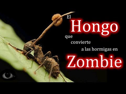 Vídeo: Zombi En La Naturaleza: Hongo Que Controla Insectos - Vista Alternativa