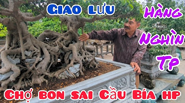 Giao lưu hàng nghìn TP xuất sắc của nhà vườn Đỗ Trọng và nhà vườn Hung Sơn tại chợ bonsai cầu bí HP