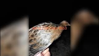 Tiếng cúm núm (gà đồng)mp3 2022