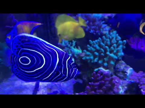 Do Angelfish eat coral?