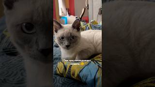 А ваши родители чем занимаются? 🩵🐾#котенок #блогкота #питомец #кот #домашниеживотные 🧀