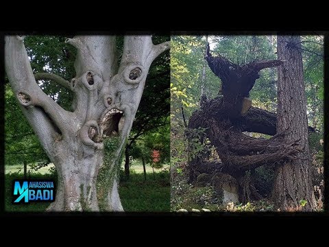 Video: Pohon Menakutkan - Pandangan Alternatif