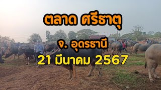 ราคาวัวควายวันนี้!! 21 มีนาคม 2567 ตลาดนัดโคกระบือ ศรีธาตุ จ.อุดรธานี |ฟาร์ม มงคลชัย