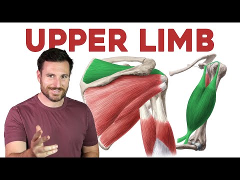 How To Remember Every Muscle in the Upper Limb and Arm | Corporis