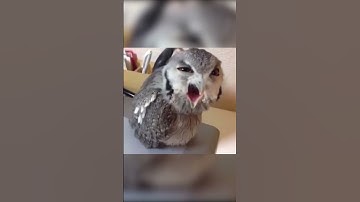 new *BEST* MP5 LOADOUT in WARZONE 2! 👑