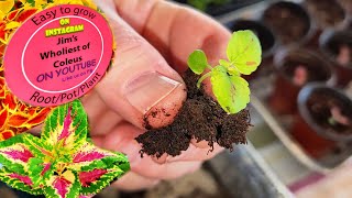 Potting Coleus Seedlings and Some Vegetables.