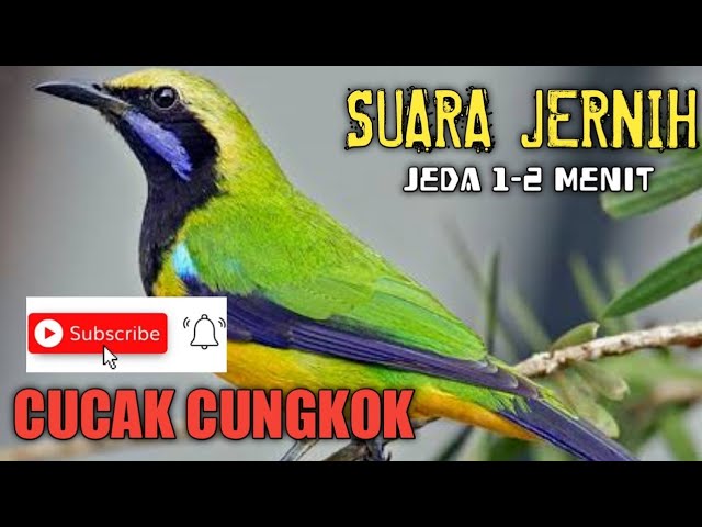 MASTERAN MURAI BATU SUARA CUCAK CUNGKOK JEDA 1-2 MENIT class=