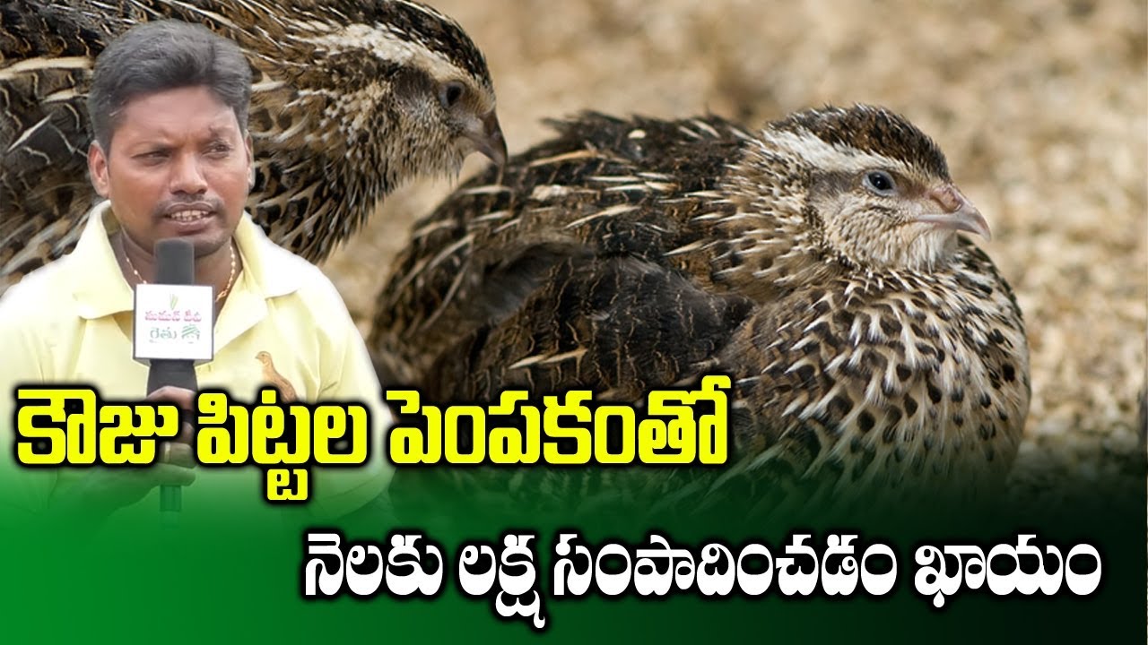 quail farming business plan in hindi