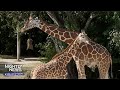 How tall can giraffes get learn all about these majestic animals  nightly news kids edition