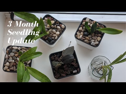 Semi Hydro + Self Watering + FWC Adaptation | 3 Month Update - Orchid Grow Method Experiments