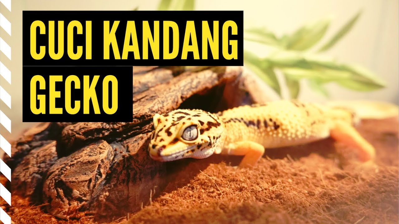 Cara Membersihkan Kandang Leopard Gecko 
