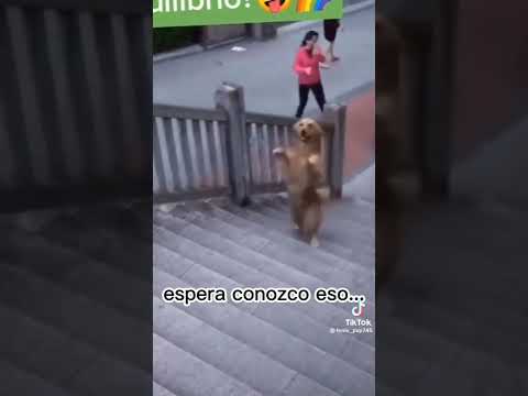 el perro camina en 2 patas..