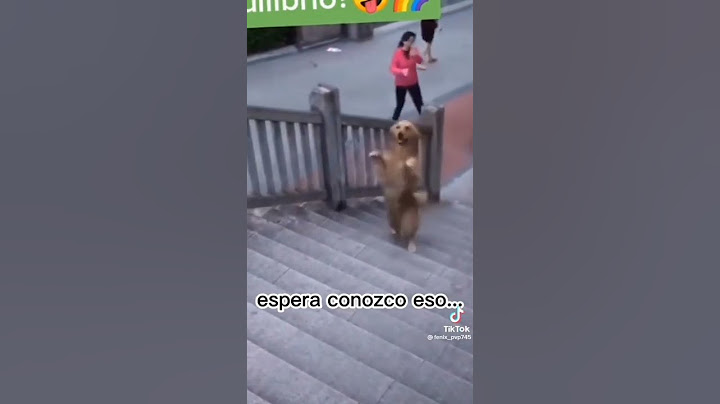 el perro camina en 2 patas..