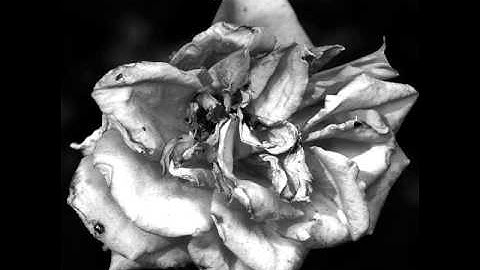 Autumn Twilight - Evestrum