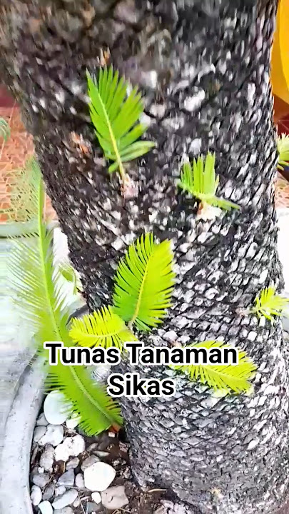 Anakan tanaman sikas