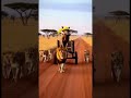 😂 Warthog vs Lion Funny Moments 🦁🐗 #animals