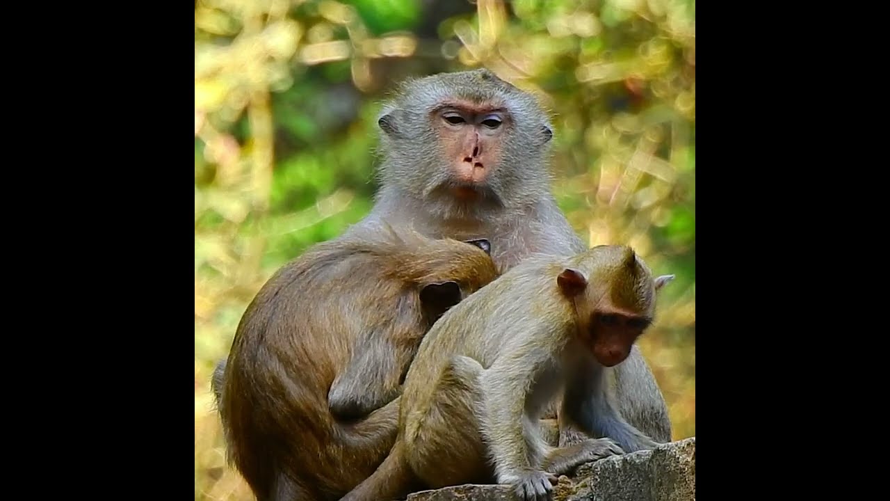 Baby Monkey Asking Milk From Mom But Mom Just Weaned Very Hard.
