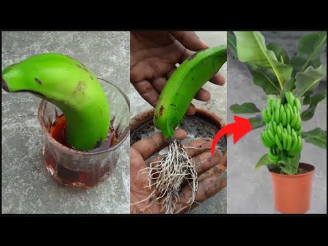 اسهل طريقة لزراعة الموز فى الاصيص