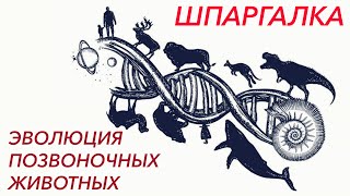 Шпаргалка "Сравнительная характеристика эволюции систем органов позвоночных животных" - ЦТ, ЕГЭ, ЗНО