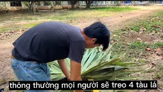 Treo lá lên và cắt những đoạn lá thừa cho chuồn dơi được thoáng " và dễ xịt thuốc hơn ! #nui_dơi